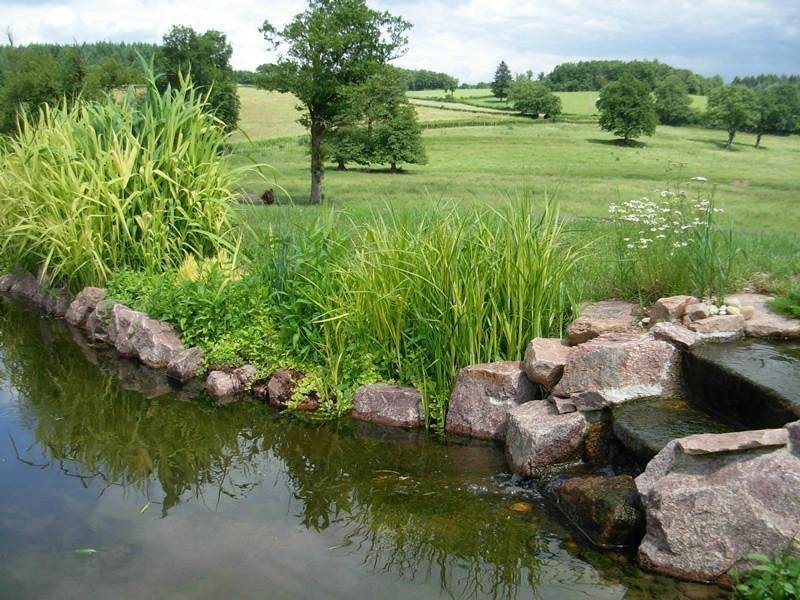 amenagement-aquatique-tendance-nature-realisation (3)