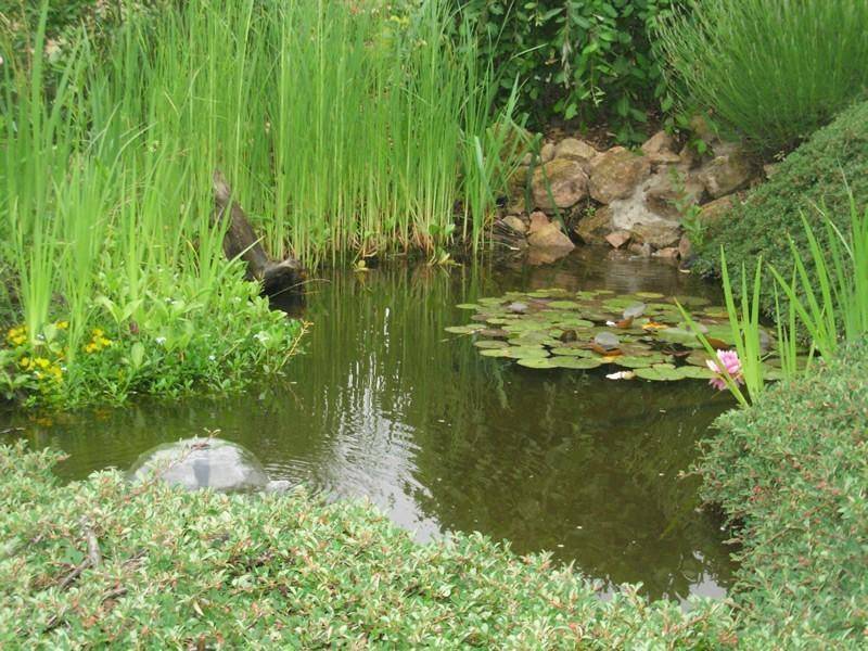 amenagement-aquatique-tendance-nature-realisation (4)